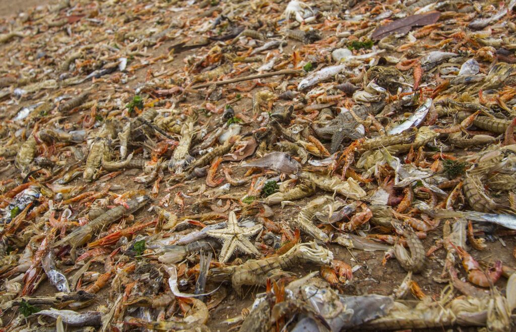 Bycatch litters the docks at Karwar. Most of these non-target marine creatures will end up as poultry feed.